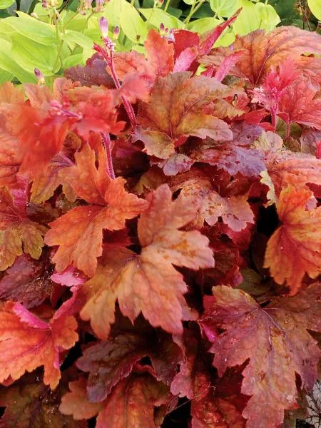Heucherella - Coral Bells Sweet Tea