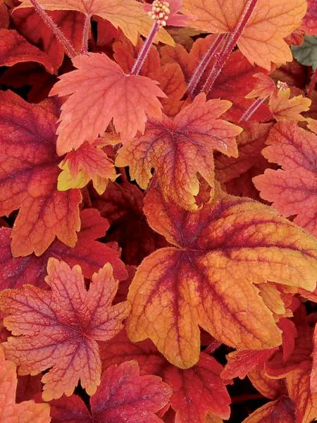 Heucherella - Coral Bells Sweet Tea