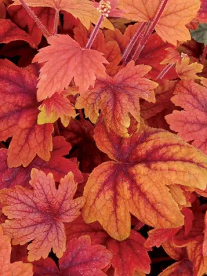 Heucherella - Coral Bells Sweet Tea
